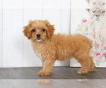Small Photo #2 Cavapoo Puppy For Sale in BEL AIR, MD, USA