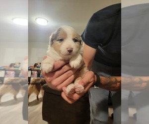 Miniature American Shepherd Puppy for sale in STEELEVILLE, IL, USA