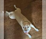 Small #2 American Bulldog