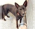 Small #1 Huskies -Labrador Retriever Mix