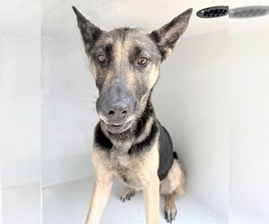 German Shepherd Dog-Unknown Mix Dogs for adoption in Houston, TX, USA