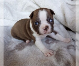 Boston Terrier Puppy for sale in CORNING, CA, USA
