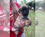 Small Photo #16 Buggs Puppy For Sale in WEST PLAINS, MO, USA