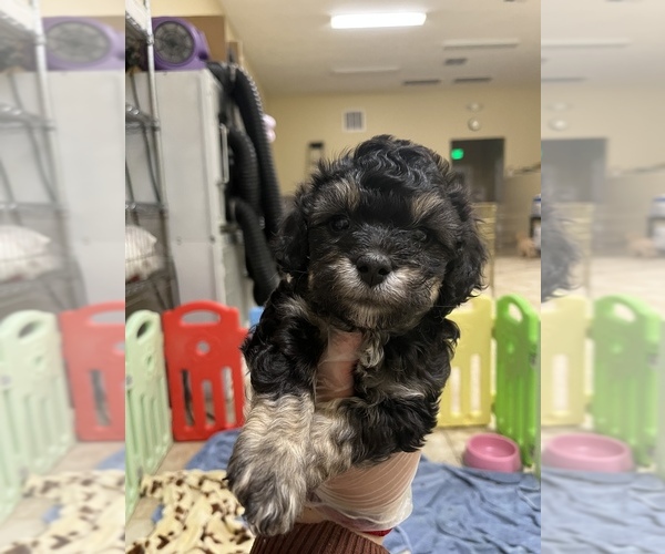Medium Photo #12 Bichpoo Puppy For Sale in ROSEMEAD, CA, USA