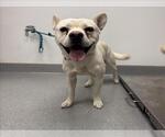 Small #1 American Pit Bull Terrier Mix