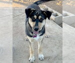 Small #3 Gerberian Shepsky