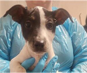 Pointer Dogs for adoption in Bakersfield, CA, USA