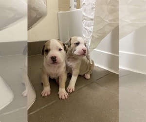 American Pit Bull Terrier Puppy for sale in BOSTON, MA, USA