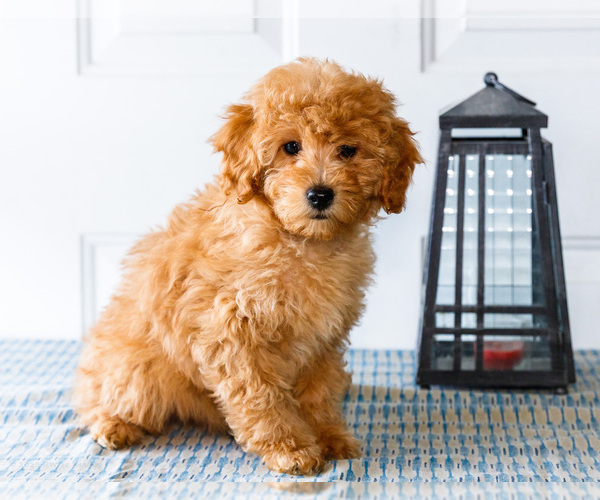 Medium Photo #1 Poodle (Toy) Puppy For Sale in WAKARUSA, IN, USA