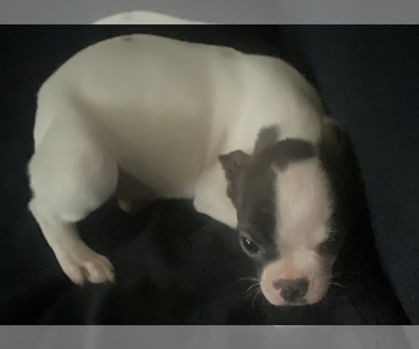 Medium Photo #1 Faux Frenchbo Bulldog Puppy For Sale in GLOUCESTER CITY, NJ, USA