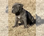 Small Photo #6 American Bully Puppy For Sale in ATOKA, OK, USA