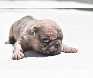Pug Puppy for sale in PALM COAST, FL, USA
