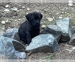Small Photo #10 Cane Corso-Dogue de Bordeaux Mix Puppy For Sale in GIG HARBOR, WA, USA