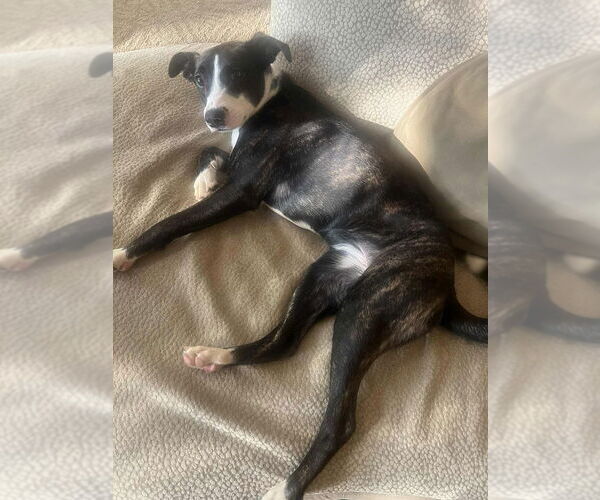 Medium Photo #3 Mutt Puppy For Sale in Springdale, PA, USA