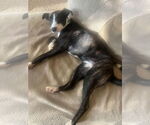 Small #2 Mutt