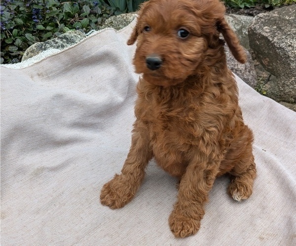 Medium Photo #47 Irish Doodle Puppy For Sale in GOSHEN, IN, USA