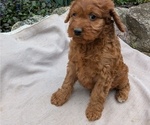 Small Photo #47 Irish Doodle Puppy For Sale in GOSHEN, IN, USA