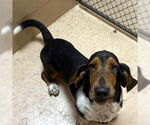Small #2 Basset Hound