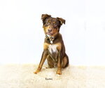 Small #2 Australian Shepherd