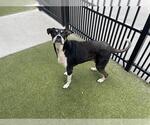 Small Beagle-Collie Mix