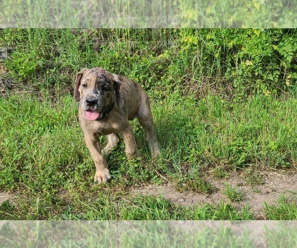 Medium Photo #3 Great Dane Puppy For Sale in LEANDER, TX, USA
