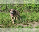Small Photo #3 Great Dane Puppy For Sale in LEANDER, TX, USA