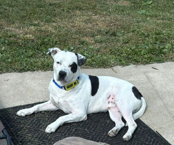 Medium Photo #11 American Pit Bull Terrier-Unknown Mix Puppy For Sale in Grafton, WI, USA