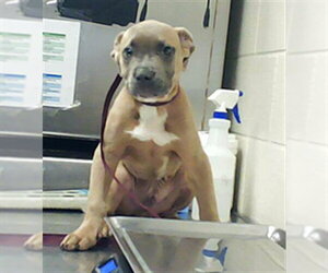 Mutt Dogs for adoption in Fayetteville, NC, USA