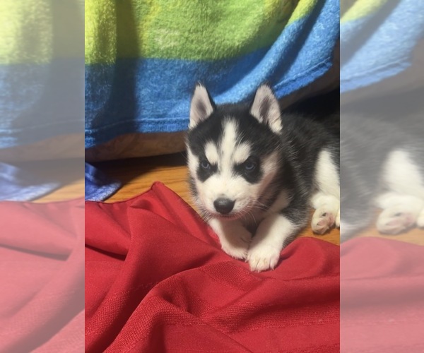 Medium Photo #1 Siberian Husky Puppy For Sale in BREWSTER, NY, USA