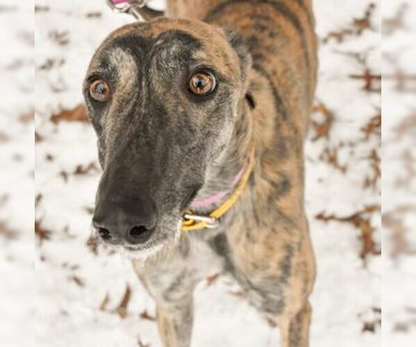 Medium Photo #1 Greyhound Puppy For Sale in Grandville, MI, USA
