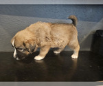 Small Photo #6 Australian Shepherd-Great Pyrenees Mix Puppy For Sale in SAN BERNARDINO, CA, USA