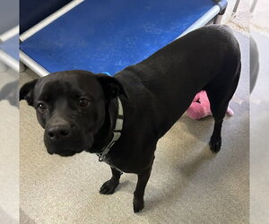 Labrador Retriever-Unknown Mix Dogs for adoption in Sterling, MA, USA