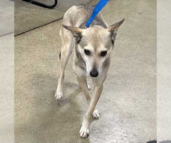 Medium Photo #2 Chihuahua-Unknown Mix Puppy For Sale in Batavia, OH, USA