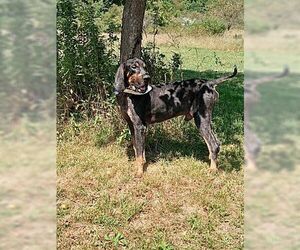 Bluetick Coonhound Dogs for adoption in Westminster, MD, USA