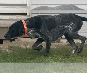 Mother of the German Shorthaired Pointer puppies born on 08/29/2026