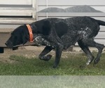 Small Photo #1 German Shorthaired Pointer Puppy For Sale in ARGONNE, WI, USA