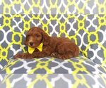 Small Photo #5 Goldendoodle Puppy For Sale in LANCASTER, PA, USA