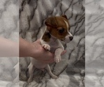 Small #6 Jack Russell Terrier