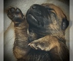 Small Photo #1 Malinois Puppy For Sale in SAN MARCOS, CA, USA