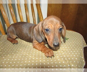Dachshund Puppy for sale in FORT WAYNE, IN, USA