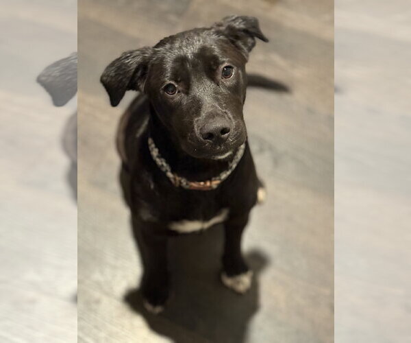 Medium Photo #1 Labrador Retriever-Unknown Mix Puppy For Sale in The Woodlands, TX, USA