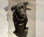 Small Labrador Retriever Mix