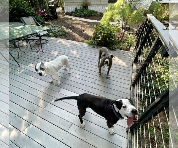 Medium Photo #17 Mutt Puppy For Sale in Mount Laurel, NJ, USA