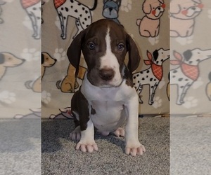 Great Dane Puppy for sale in DENHAM SPRINGS, LA, USA