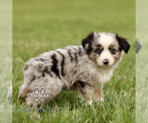 Medium Photo #3 Australian Shepherd Puppy For Sale in NEW PROVIDENCE, PA, USA