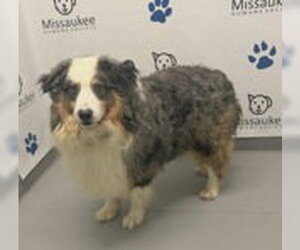 Australian Shepherd Dogs for adoption in Lake City, MI, USA