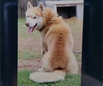 Small Photo #1 Siberian Husky Puppy For Sale in NEOSHO, MO, USA