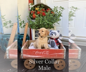 Golden Retriever Puppy for sale in ELKIN, NC, USA