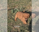 Puppy orange Golden Retriever