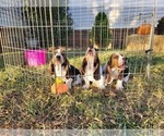 Small Photo #16 Basset Hound Puppy For Sale in CLAREMORE, OK, USA
